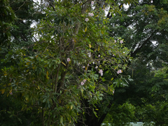 Tabebuia heterophylla