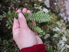 Veronica canterburiensis