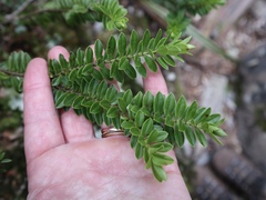 Veronica canterburiensis