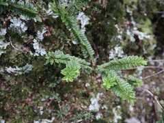 Veronica canterburiensis
