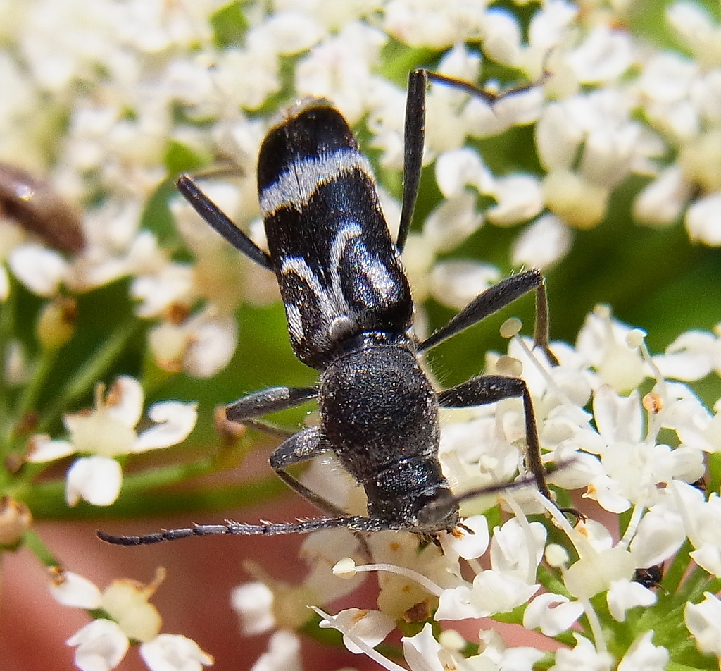 Chlorophorus figuratus