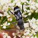 Humeromaculatus figuratus - Photo (c) Siga,  זכויות יוצרים חלקיות (CC BY-SA)