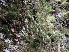 Veronica canterburiensis