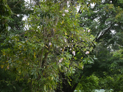 Tabebuia heterophylla