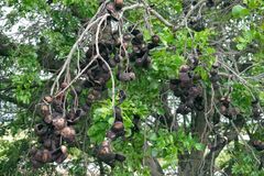 Cathormion umbellatum