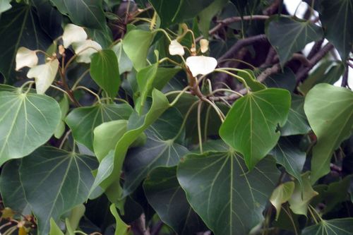 Thespesia populneoides (Thespesia populneoides)