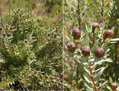 Leucadendron glaberrimum erubescens