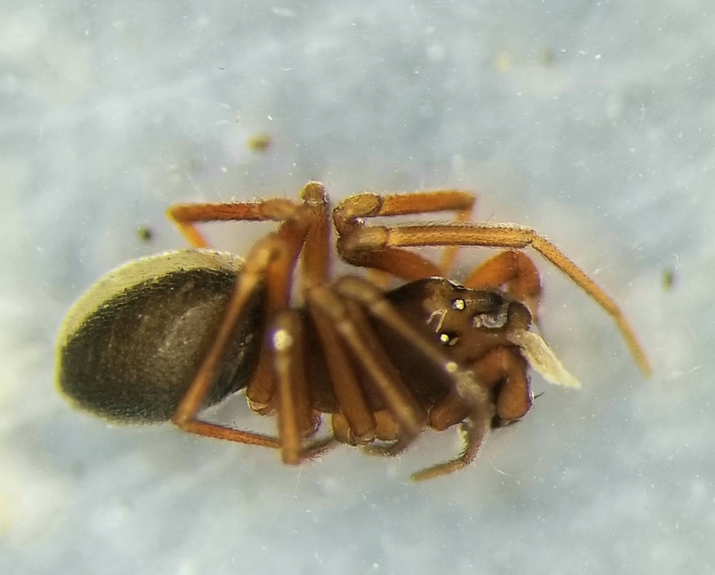 Coreorgonal bicornis