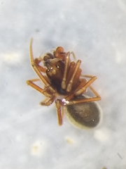 Coreorgonal bicornis