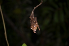 Hipposideros diadema