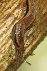 Prophysaon vanattae