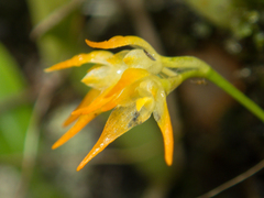 Bulbophyllum shweliense