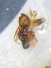 Coreorgonal bicornis