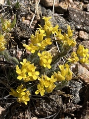 Draba streptocarpa