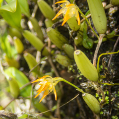 Bulbophyllum shweliense