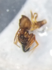 Coreorgonal bicornis