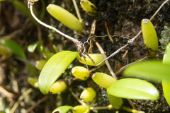 Bulbophyllum shweliense