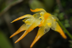 Bulbophyllum shweliense