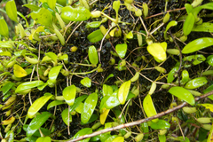 Bulbophyllum shweliense