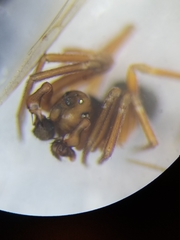 Coreorgonal bicornis