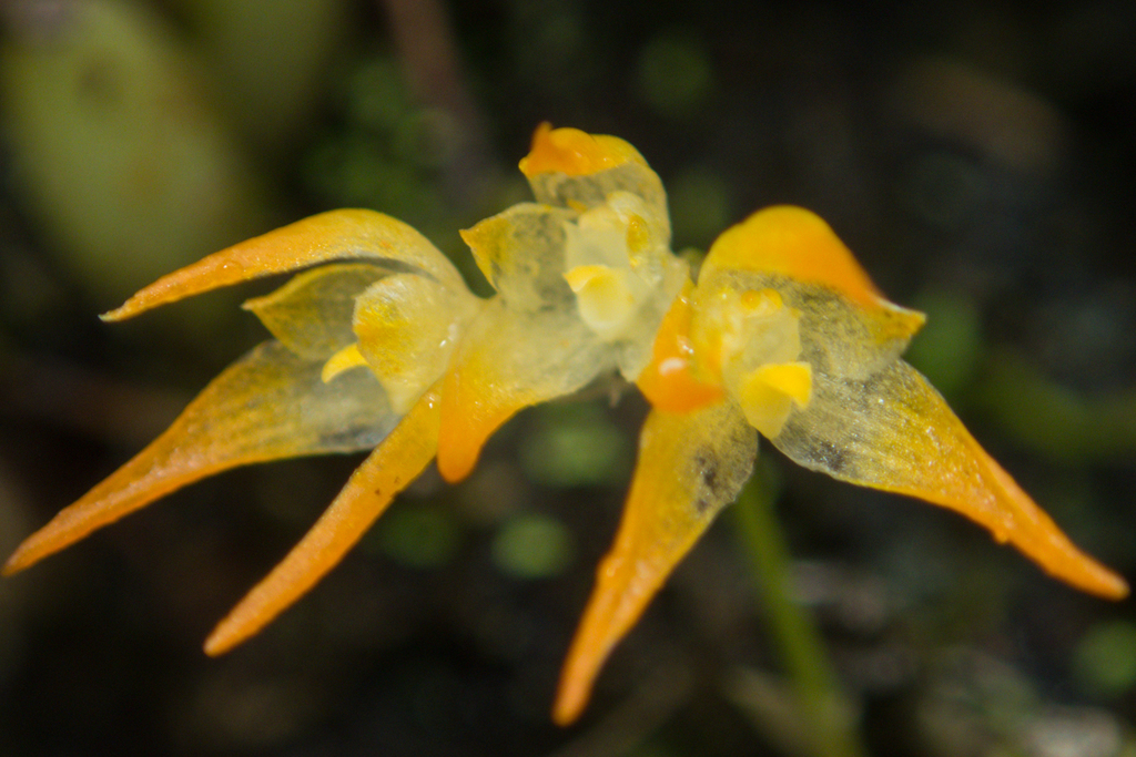 Bulbophyllum shweliense (Bulbophyllum shweliense)