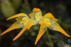 Bulbophyllum shweliense