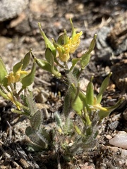 Draba streptocarpa