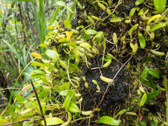 Bulbophyllum shweliense