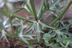 Eryngium comosum