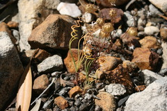 Gethyllis verticillata