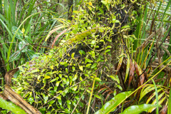 Bulbophyllum shweliense