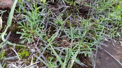 Porophyllum linaria