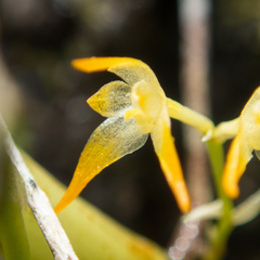 Bulbophyllum shweliense