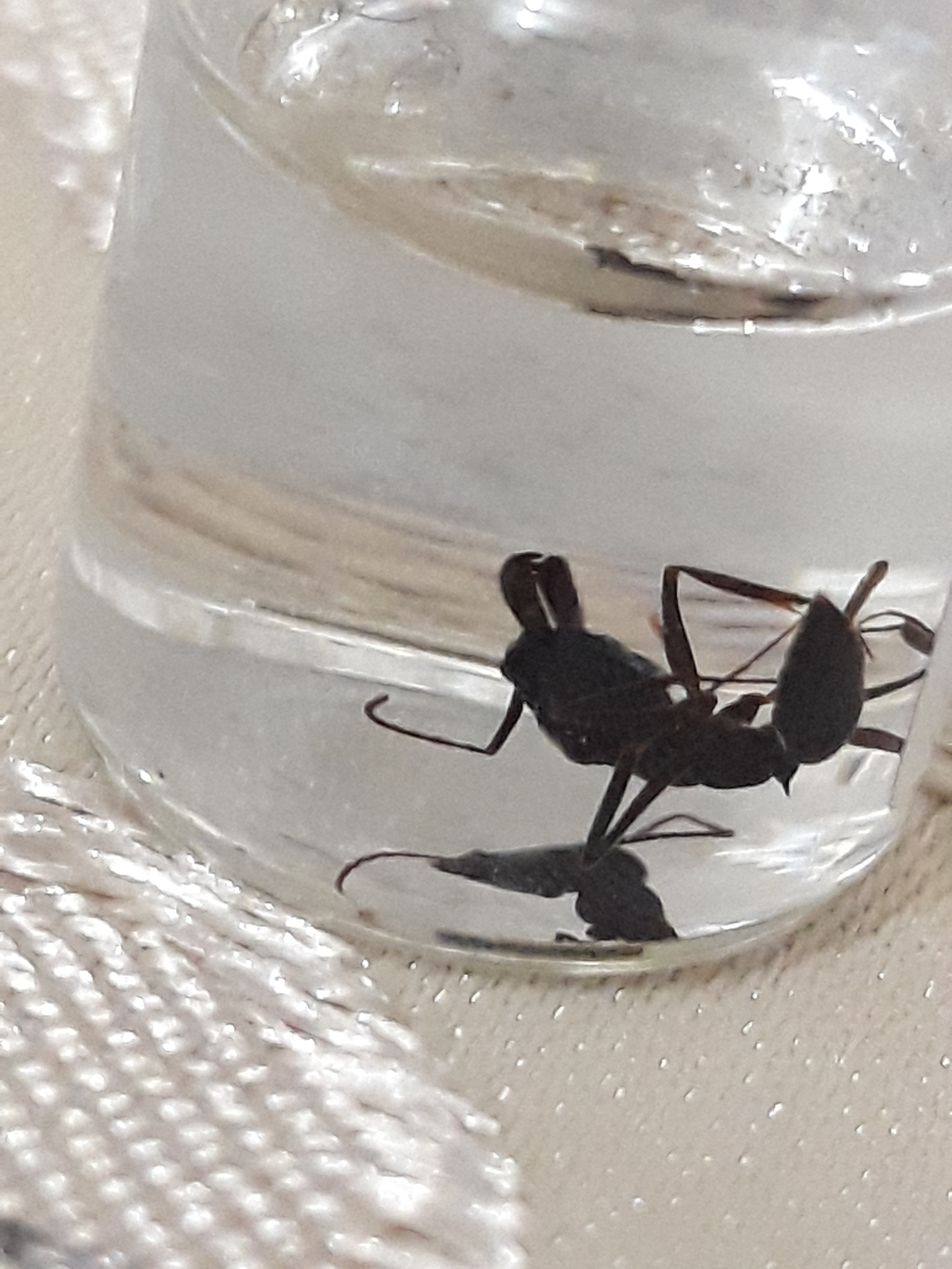 Odontomachus bauri