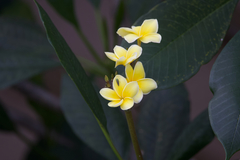 Plumeria