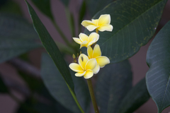 Plumeria