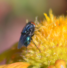 Compsomyiops callipes