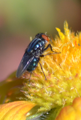 Compsomyiops callipes