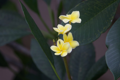 Plumeria