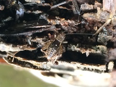 Pteronemobius ohmachii