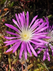 Disphyma crassifolium