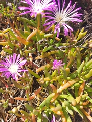 Disphyma crassifolium