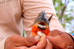 Pygocentrus nattereri