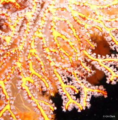 Melithaea