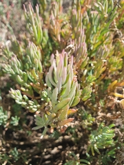 Suaeda australis