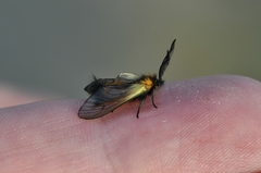 Pryeria sinica