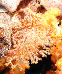 Melithaea