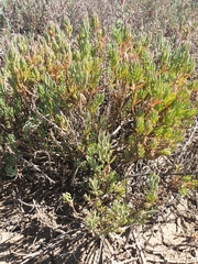 Suaeda australis
