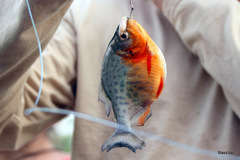 Pygocentrus nattereri