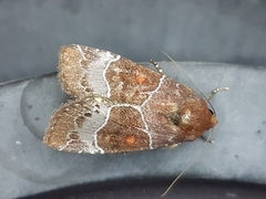 Hampsonodes mastoides